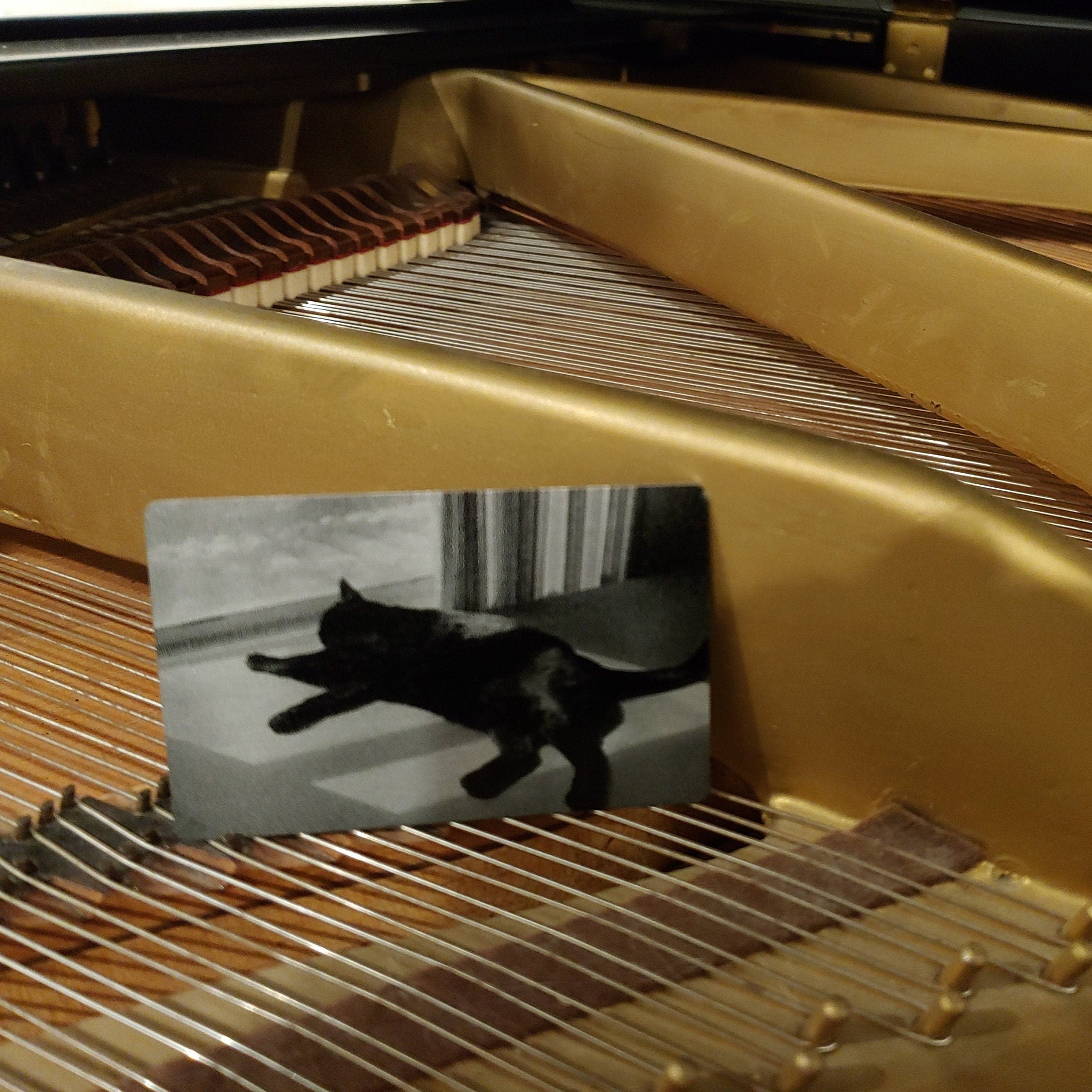 Pet Photo Card cat laying in front of window with card placed on piano - GalacticLasers