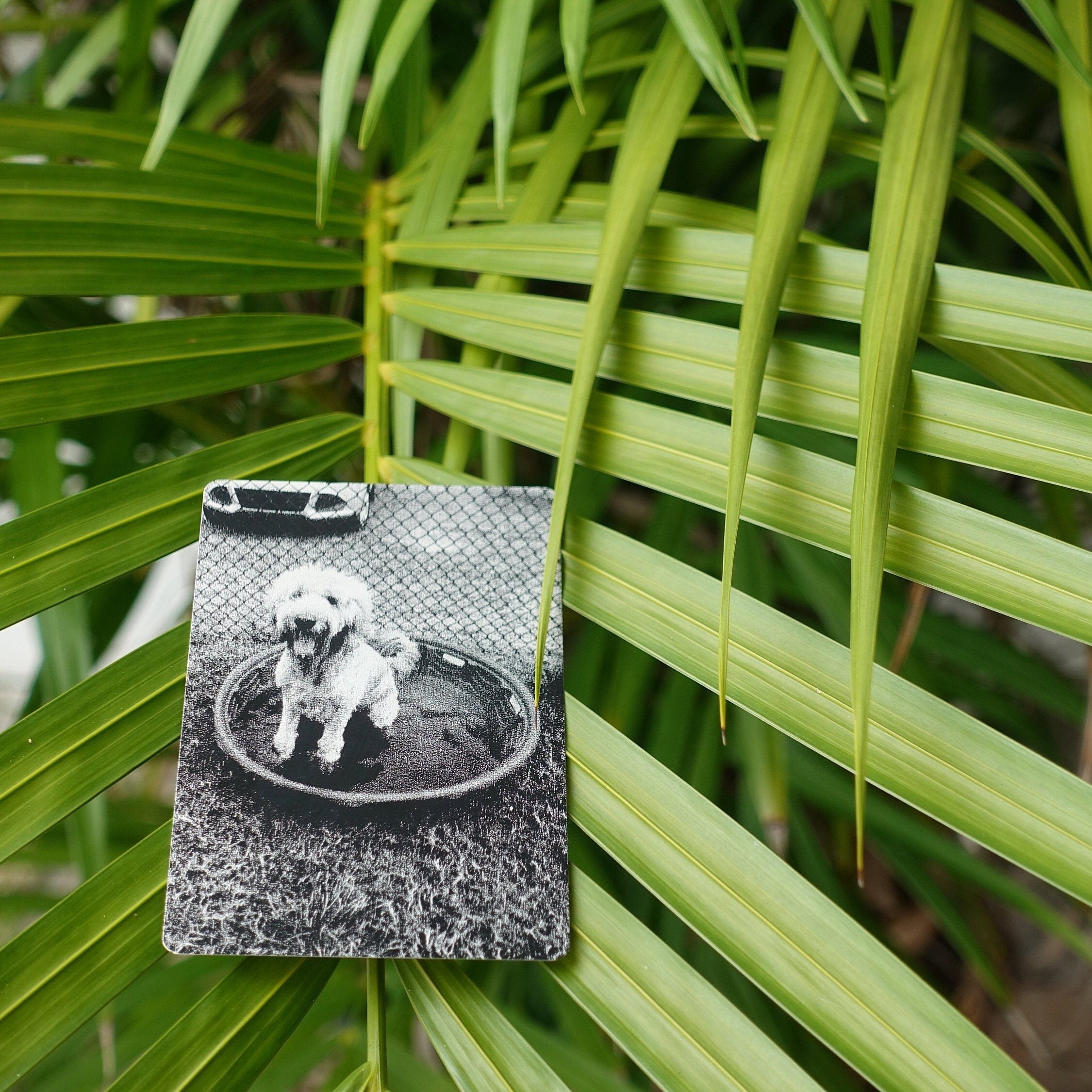 Pet Photo Card with palm in background - GalacticLasers