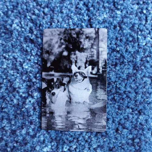 Pet Photo Card two dogs in pool with blue rug background - GalacticLasers